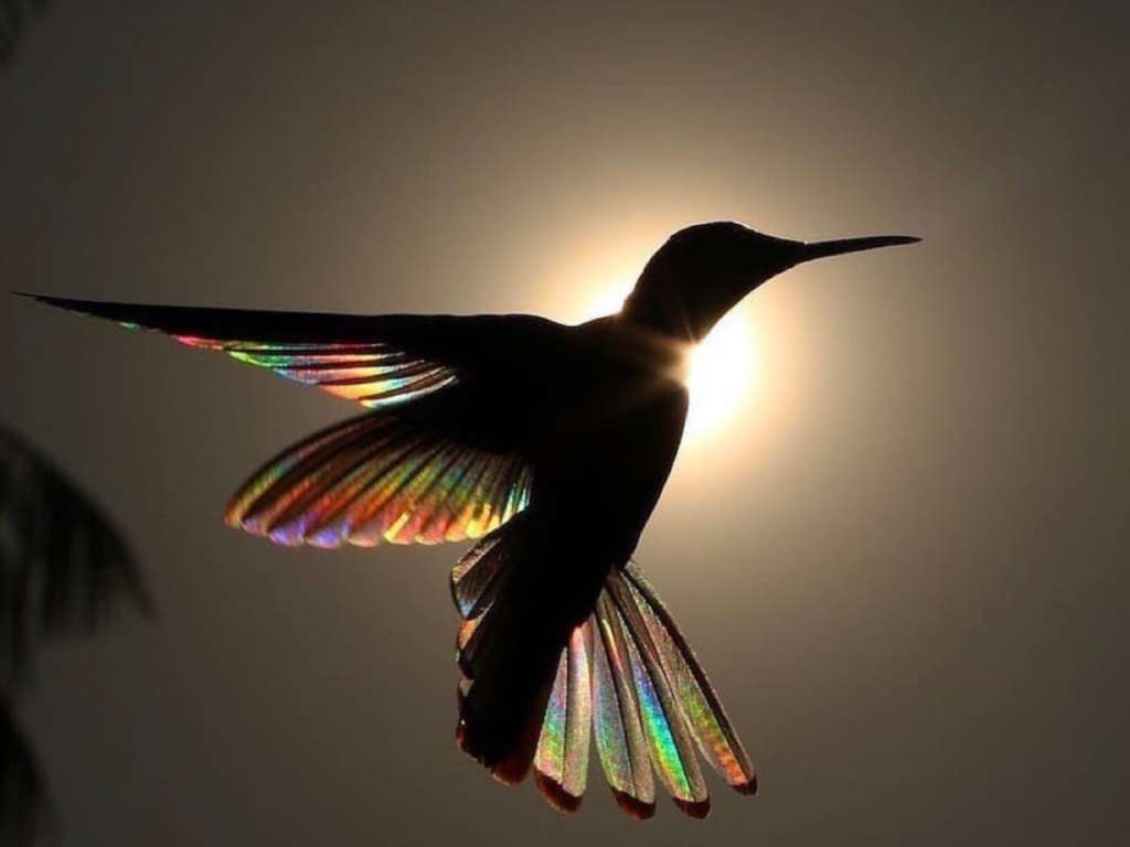 Rise Above the Storm Hummingbird Activity.
