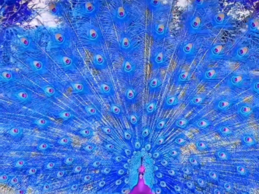 Stand tall in a world that hides their true colors.